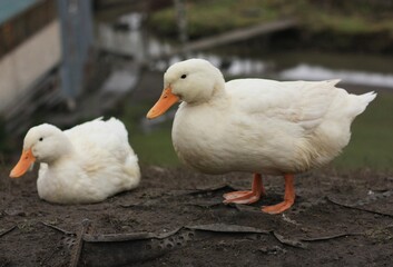 White ducks on the farm