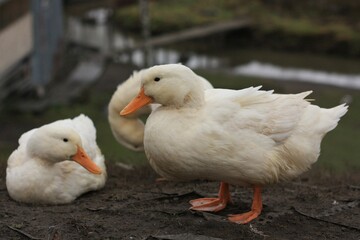 White ducks on the farm