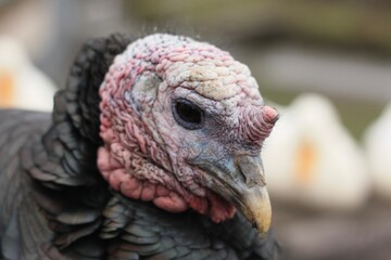Black big turkey on the farm