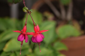 Fuchsia blossoms, pink and purple fuchsia flowers, floral background, selective focus, bokeh...