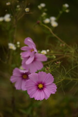 Fototapeta premium Pastel pink cosmos flowers on autumn garden background, selective focus, bokeh.