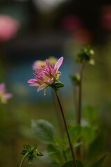 Dahlia pink flower buds on bokeh  garden background, selective focus, closeup, space for text.