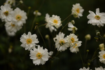 Anemone japonica flowers white and double, white anemones on green bokeh background with space for...