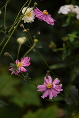 Anemone japonica flowers pink and double, pink anemones on green bokeh background with space for text.