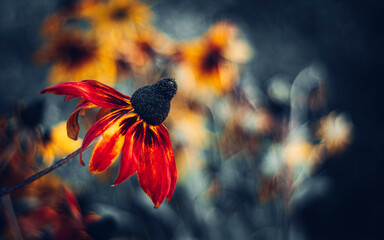 Rudbekia piękny kwiat ogrodowy .