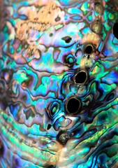 Beautiful polished iridescent abalone paua shell 