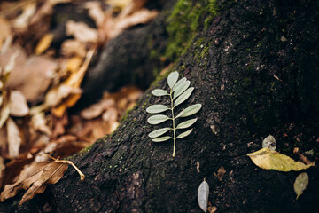 Fallen autumn leaves lying on green mossy forest tree trunk.