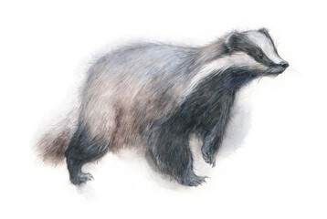 Watercolor realistic illustration of European badger on white background