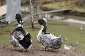 Beautiful duck and drake on the farm