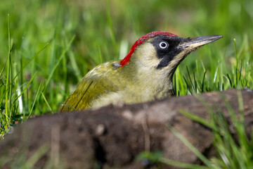 Picchio verde