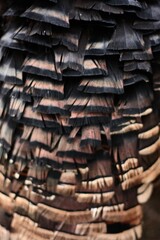 Black and brown turkey feathers