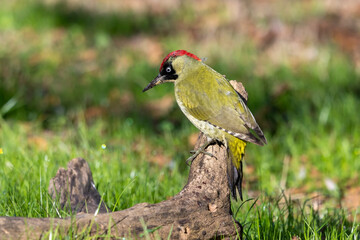 Picchio verde