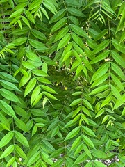 green leaves as background and wall paper for natural scenery