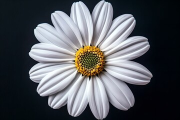 Detailed Blooming Daisy Isolated, flower, petal, bloom, nature