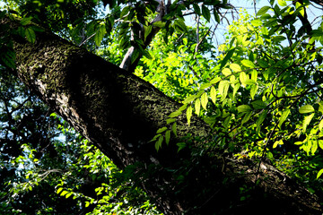 Fototapeta premium tree in the forest