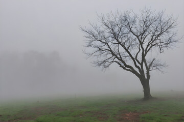 Bare tree standing in a foggy field with green grass