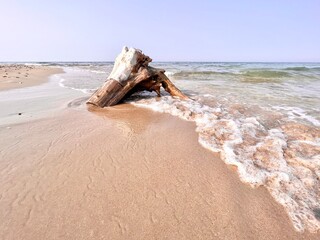A trea trunk in the golden sand of a beach by the sea in summer