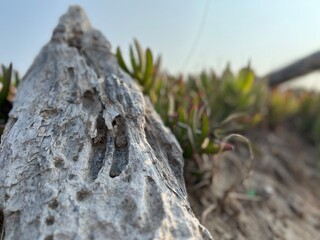 vacation theme by the beach with stone, plants and blue sky