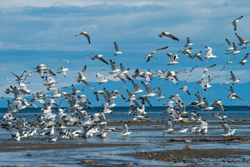 A large flock of seagulls took off from the coast of the Sea of Okhotsk and formed a bird background in the blue sky. 