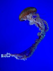 jellyfish in the water