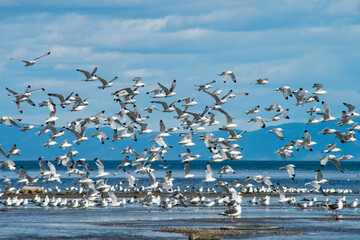 A large flock of seagulls took off from the coast of the Sea of Okhotsk and formed a bird background in the blue sky.