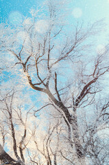 Winter landscape, picturesque winter wonderland forest trees under falling snow, trees covered with frost against blue sky