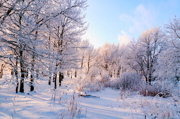 Fototapeta premium Winter landscape of frosty trees in the forest in the cold morning