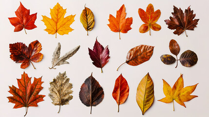 Fototapeta premium Different types of autumn leaves, including maple, oak, and birch.
