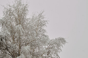 The tops of trees with the first wet snow on them against an overcast sky, the first snow on trees close-up.