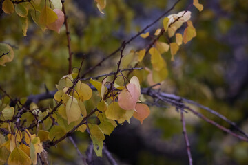 Yellow leaves on tree branches shine in the morning sunlight.