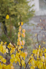 Delicate tree branches adorned with autumn leaves under shining sunbeams.