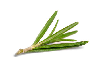 Fototapeta premium branch of green rosemary on white background