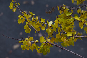 Yellow leaves on the branches of trees in sunlight against a backdrop of wet asphalt, close-up view, branches with autumn leaves, light on autumn leaves on tree branches.