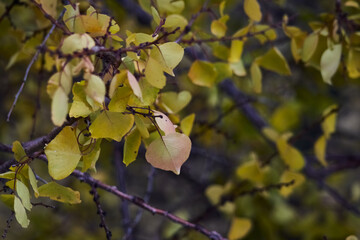 Autumn leaves on tree branches in sunlight, close-up.