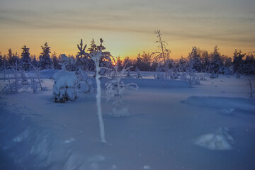 A snowy forest at dawn in frosty weather, a snowy morning landscape, trees in the snow at sunrise in winter.