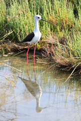 white bird called CAVALIERE D ITALIA with a long beak and the reflection of its body on the water of the pond