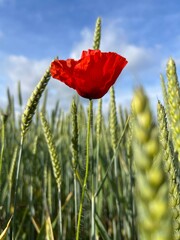 Mohnblume in Weizenfeld im Sommer mit kleiner Heuschrecke in der roten Bl&uuml;te