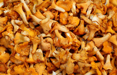 background of fresh yellow mushrooms called CHANTERLES collected in the mountains