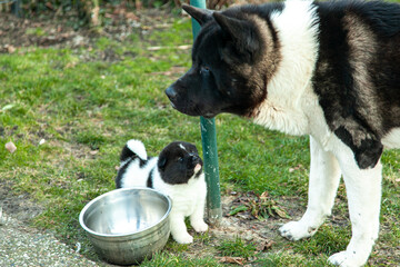 Kleine Hundefamilie