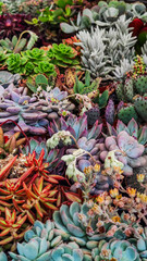 Colorful Succulent Garden: Vibrant Plants and Cactus Textures