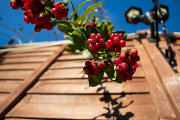 Fototapeta premium red fruits of the plant in autumn