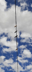 Obraz premium Birds on the lines against blue sky