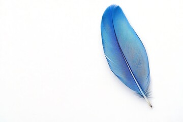 Blue feather on white background, minimalism and simplicity