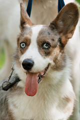 Funny marle Welsh Corgi cardigan is sitting on lawn. corgi dog is walking on park. taking care of pet, training and raising dog. shepherd dog Cardinal corgi