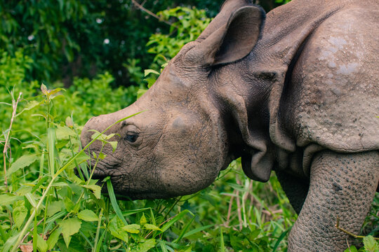 Rhino eating in Sauraha village, Chitwan, Nepal