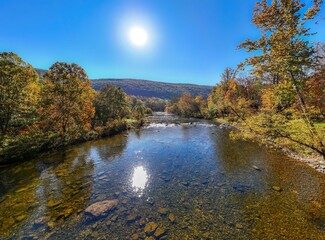 autumn in the forest