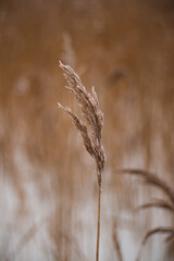 Fototapeta premium A lonely dried reed stands in the middle of a frozen pond in winter.