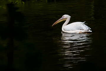 Un pellicano bianco maggiore (Pelecanus onocrotalus) si muove lentamente nell'acqua dello stagno.
