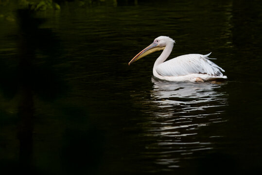 Un pellicano bianco maggiore (Pelecanus onocrotalus) si muove lentamente nell'acqua dello stagno.
