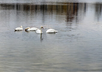 white swans on the lake in autumn